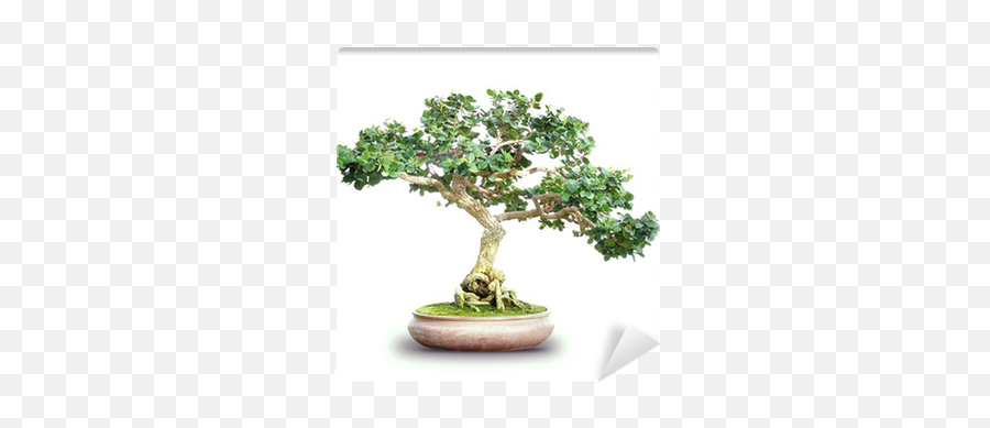 Wall Mural Small Bonsai Tree Isolated - Pixersus Png,Bonsai Tree Icon
