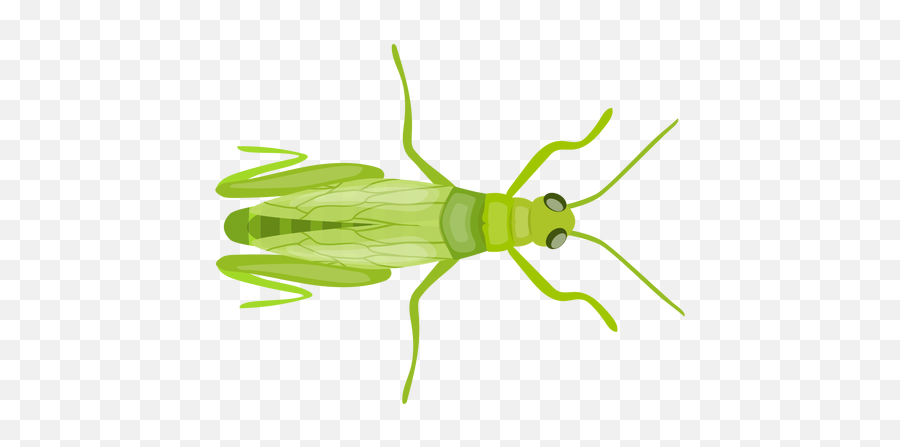 Grasshopper Wing Feeler Antenna Flat - Icono Png Saltamontes,Grasshopper Png