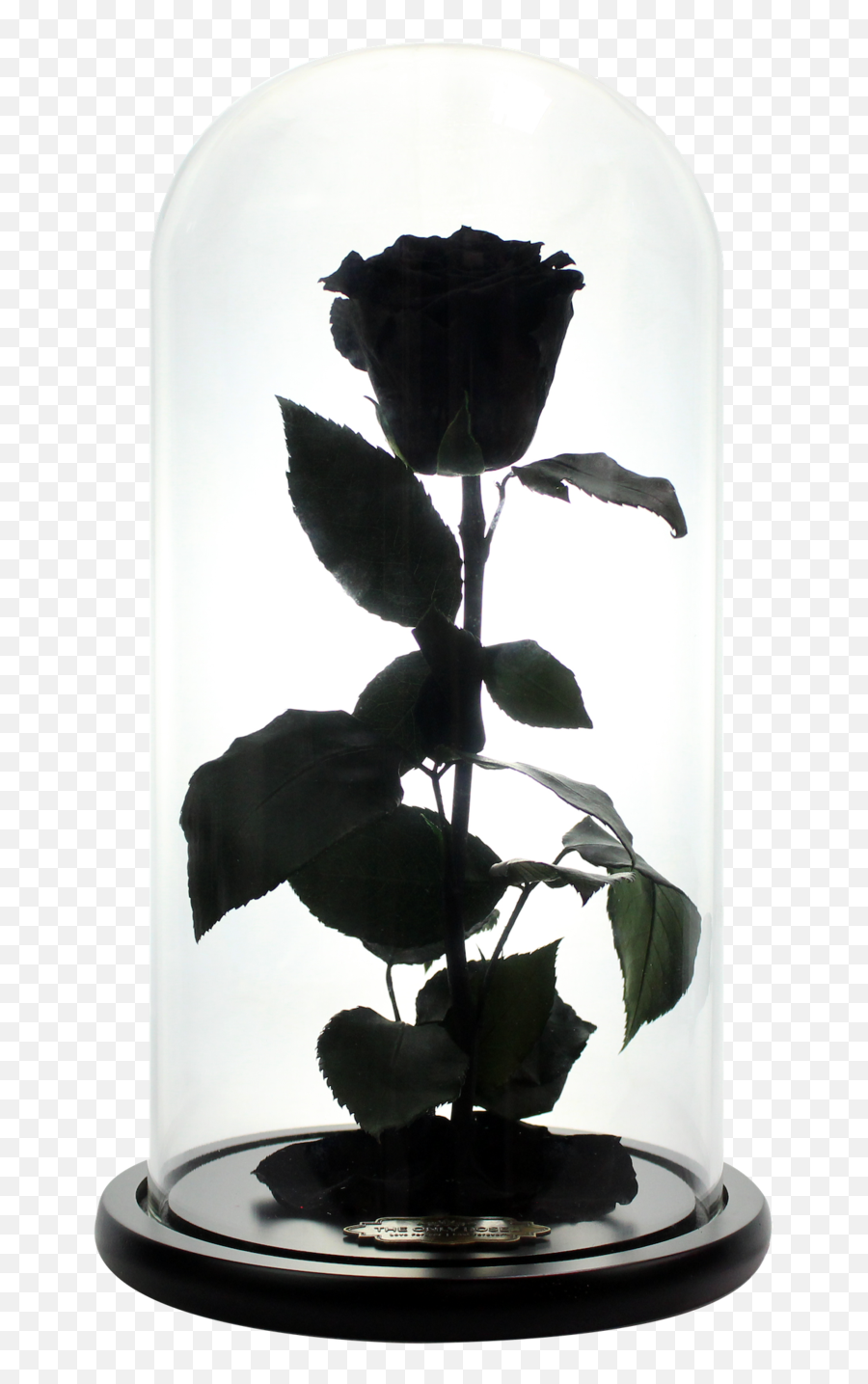 Black Preserved Rose Beauty And The Beast Glass Dome - Black Rose Beauty And The Beast Png,Beauty And The Beast Rose Png