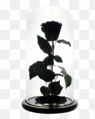 Black Preserved Rose Beauty And The Beast Glass Dome - Black Rose Beauty And The Beast Png,Beauty And The Beast Rose Png