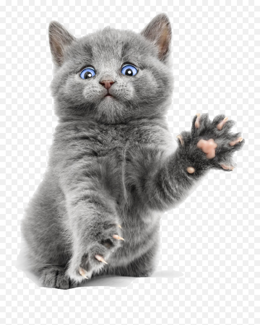 Download Blue Cute Kitty Ragdoll Bengal Burmese Kitten - Cute Russian Blue Cat Png,Cute Cat Png
