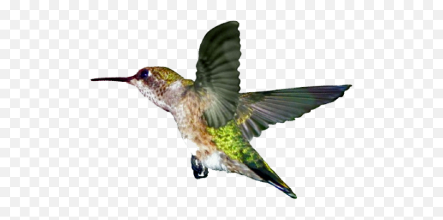 Sofii Ontario Nature U0027ruby The Hummingbirdu0027 Mailing - Ruby Throated Hummingbird Png,Hummingbird Transparent