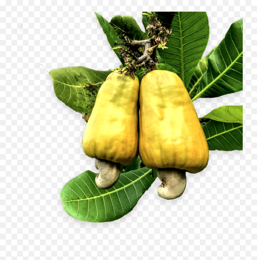 Exceptional Products Png Cashew