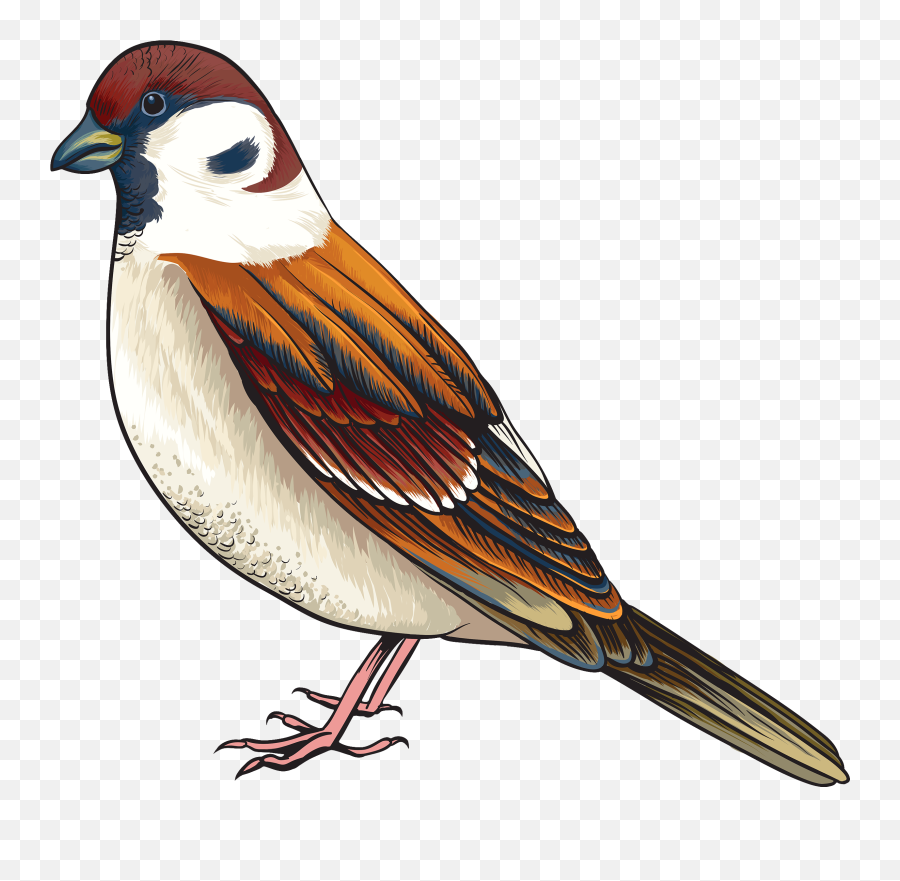 Bird Clipart Backgrounds Download - Bird Clipart Png,Sparrow Png