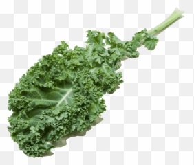 Comparing Kale Cooku0027s Illustrated - Kale Hd Png,Kale Png