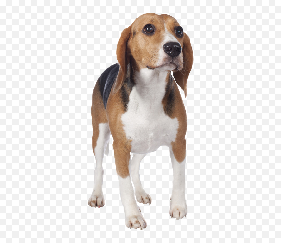 Beagle Png Image With No Background