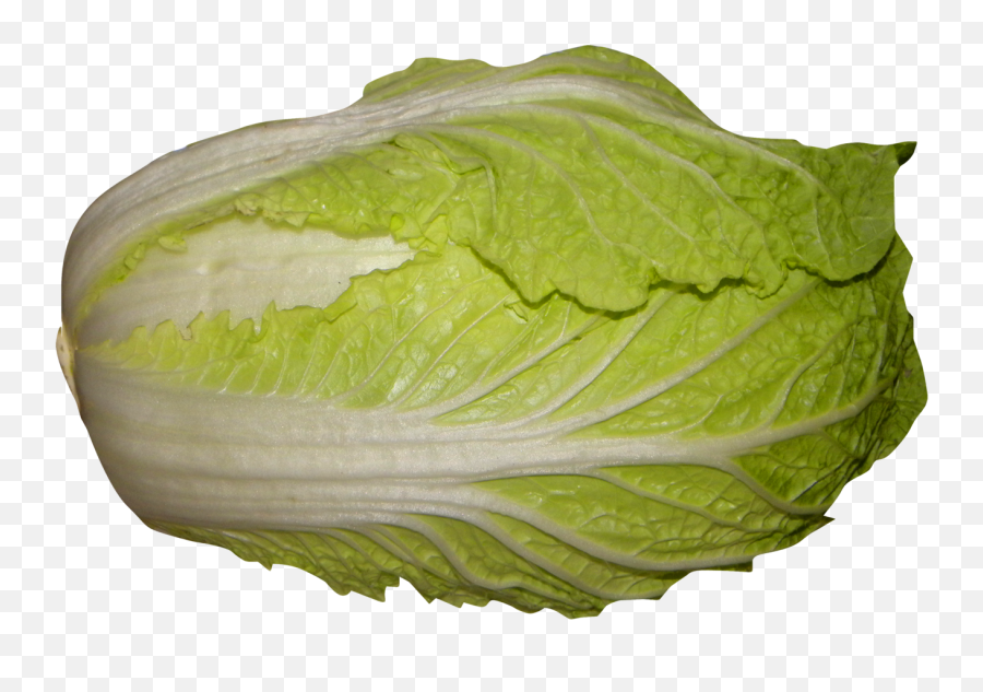 Download Napa Cabbage Png Image For Free - Romaine Lettuce Chinese Lettuce,Cabbage Transparent