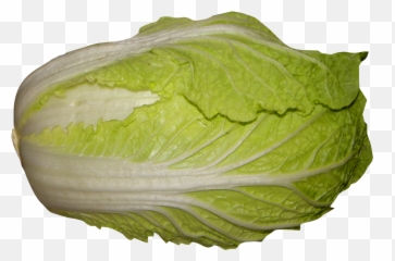 Download Napa Cabbage Png Image For Free - Romaine Lettuce Chinese