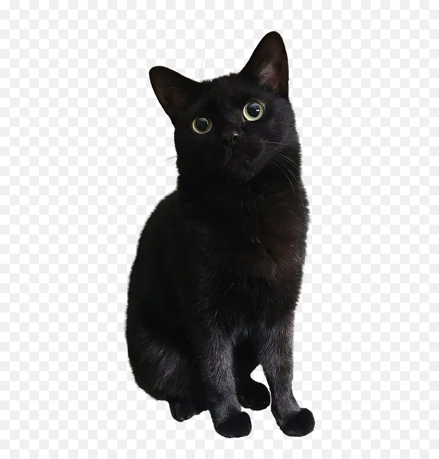 Home - Black Cat Png,Black Cat Transparent