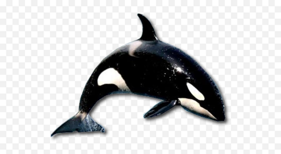 Download Free Png Whale - Backgroundkillertransparent Realistic Killer Whale Transparent Background,Whale Transparent Background