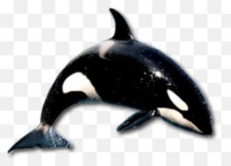 Download Free Png Whale - backgroundKillertransparent Realistic Whale Transparent Background