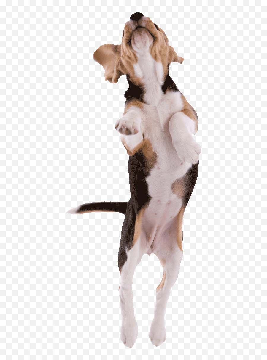 Beagle Pup Jumping Png500 - Jumping Dog Png Transparent Background,Cachorro Png