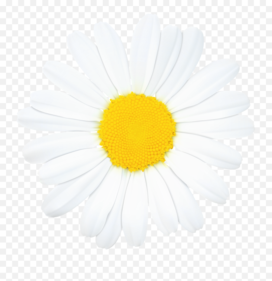 Daisy Flower Png Clip Art - Transparent Daisy Clipart,Single Flower Png