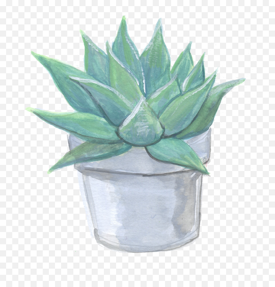 Rebecca Fishbein - Agave Png,House Plant Png