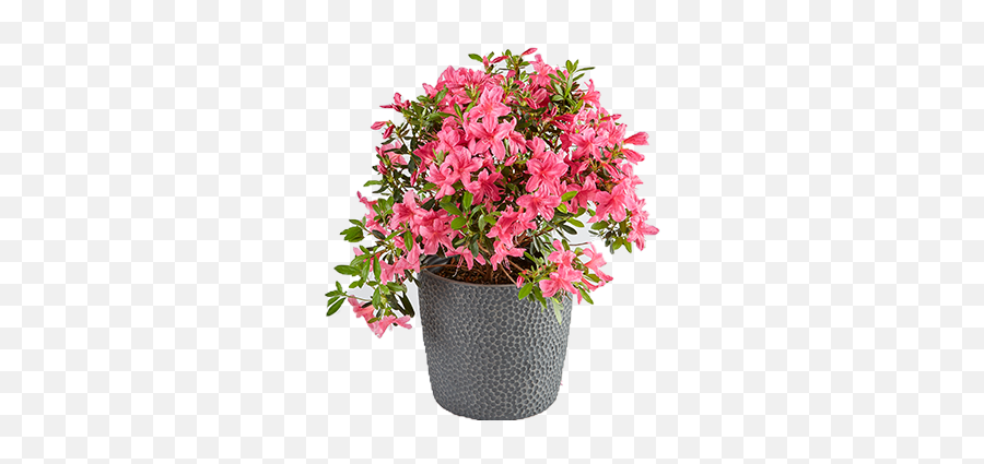 Azalea Plants - Flowerpot Png,Azalea Png