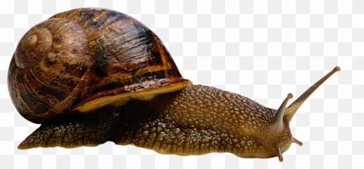 Snail Transparent Png Clipart Free - Snail Animal Png,Snail Transparent