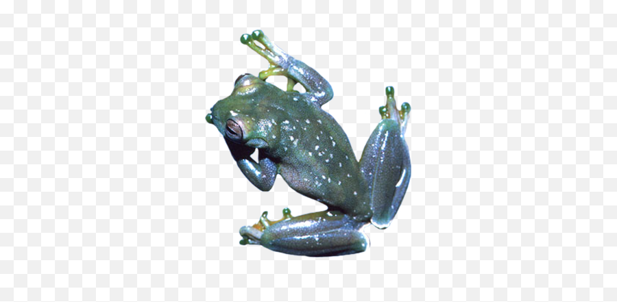 Frog Clip Art - Eastern Spadefoot Png,Crazy Frog Png