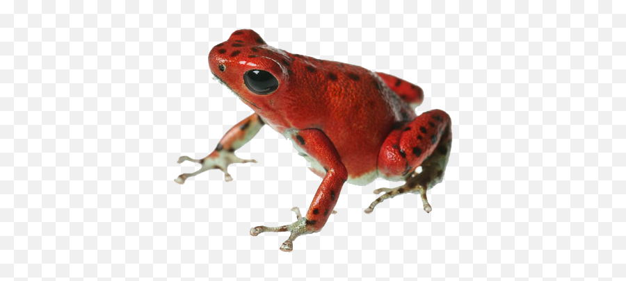 Poison Dart Frog - Transparent Poison Dart Frog Png,Frog Png