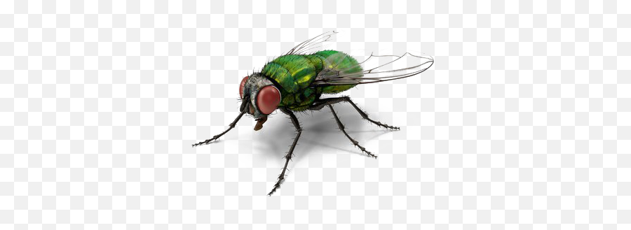 Fly Png Images Transparent Background - Green Fly Png,Fly Png