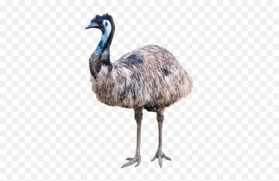 Emu Clipart Ostrich - Emu Clipart 360x514 Png Clipart Australia Lost To Emus Meme,Ostrich Png