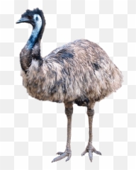 Emu Clipart Ostrich - Emu Clipart 360x514 Png Clipart Australia Lost To Emus Meme,Ostrich Png