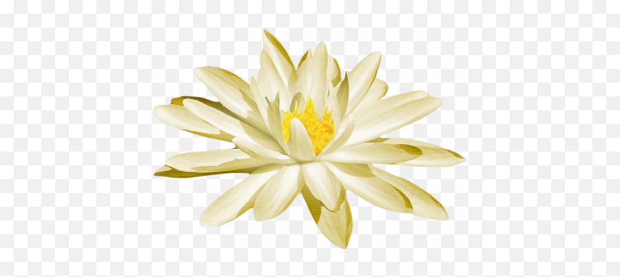 Pond Life - Water Lily Graphic By Sheila Reid Pixel Sacred Lotus Png,Water Lily Png