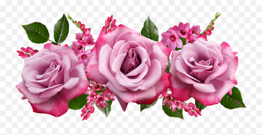 Flowers Fragrant Roses - Mensagem De Bom Dia Gif Png,Rosas Png