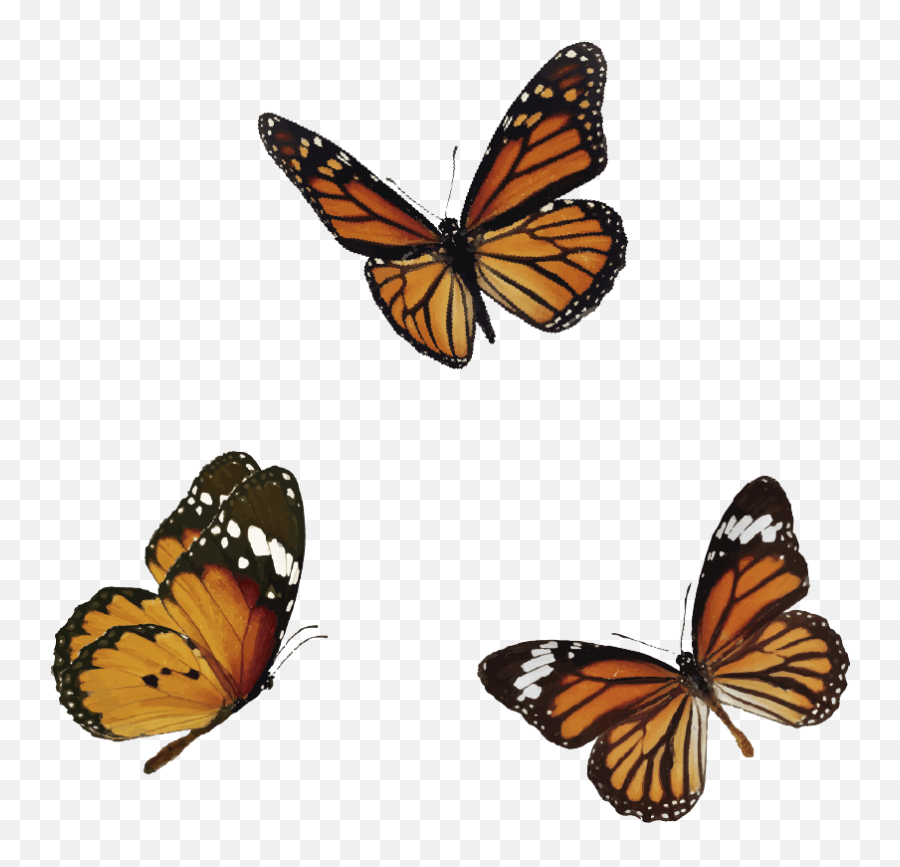 Butterfly - Butterfly Png,Butterfly Png Transparent
