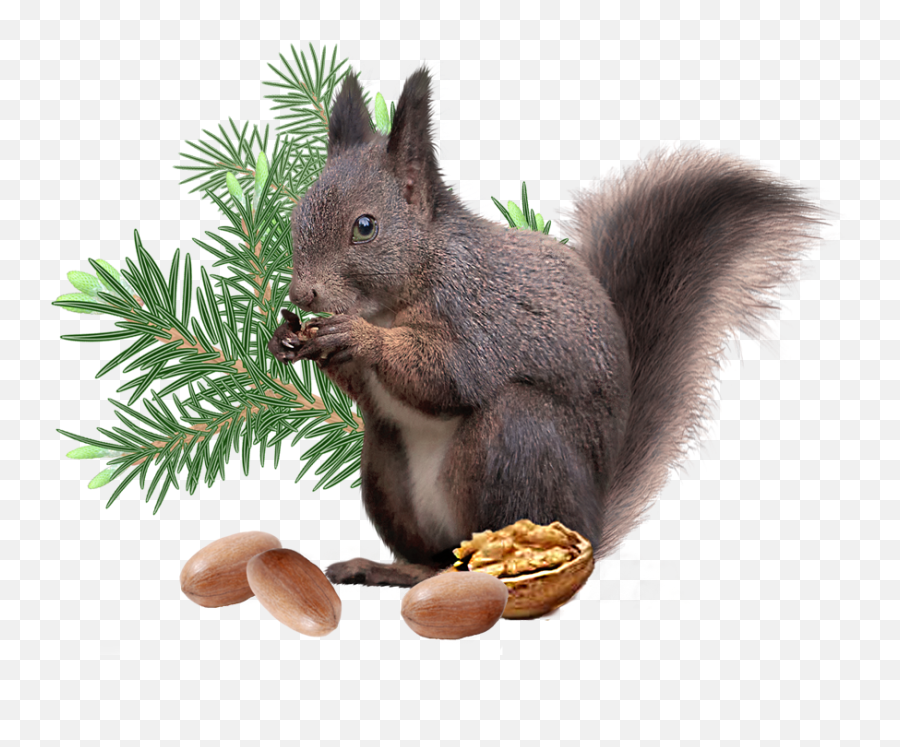 Download Hd Squirrel Png File - Transparent Background Christmas Squirrel,Squirrel Png