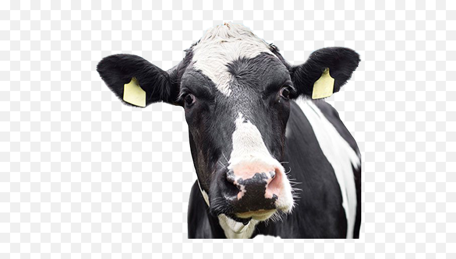 Cow Png High Quality Image All - Png Images Cow Png,Cattle Png