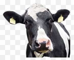 Cow Png High Quality Image All - Png Images Cow Png,Cattle Png