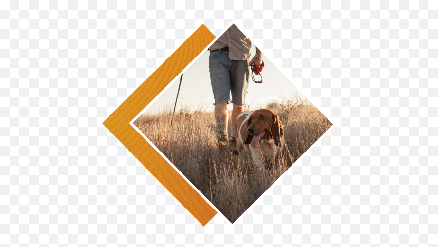 Summit Health - Leash Png,People Walking Dog Png