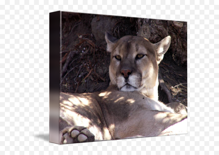 Cougar Png Mountain Lion