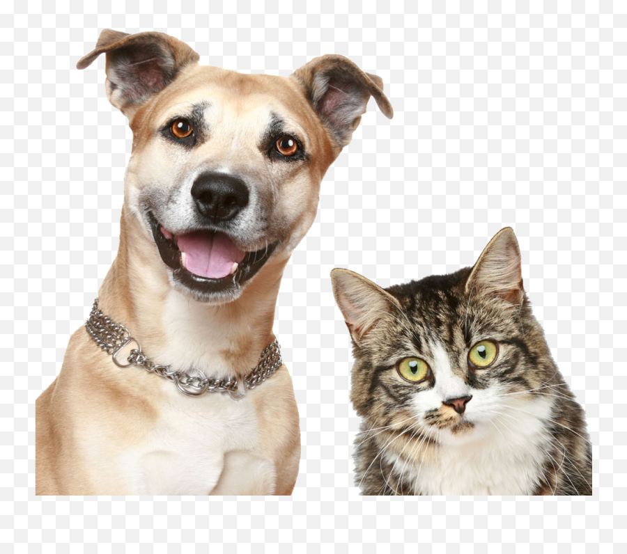 Png Sector Download Cat And Dog Ima 946737 - Png Dog And Cat Adoption,Cat With Transparent Background