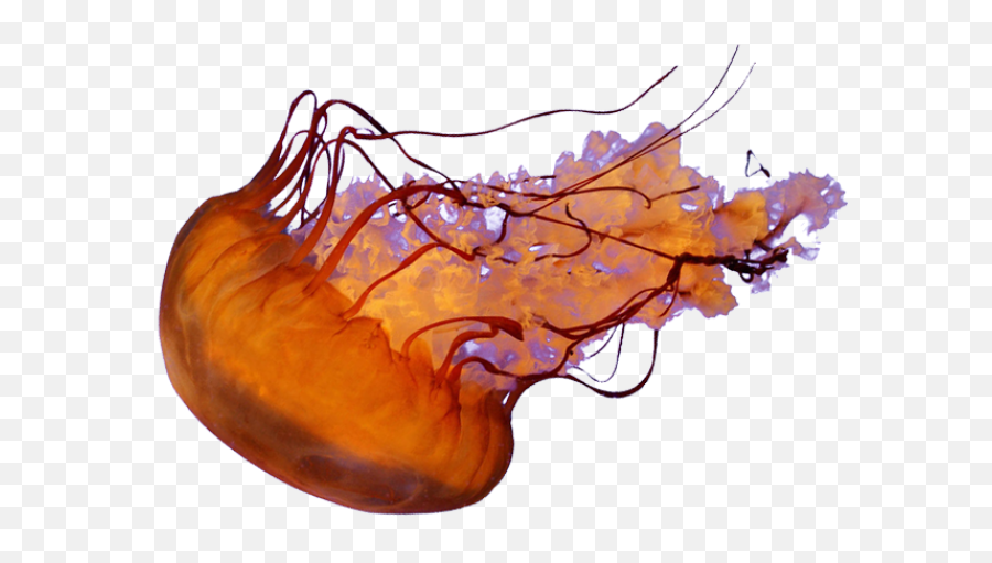 Jellyfish Png - Jellyfish Transparent Background,Transparent Jellyfish