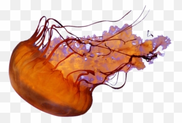Jellyfish Png - Transparent Background
