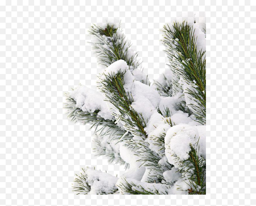 Winter Snow Smile Tree - Transparent Snow Tree Png,Snowy Trees Png