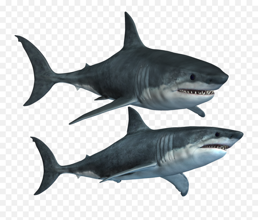 Clipart Basketball Shark Picture 393525 - Sharks Png,Shark Clipart Transparent Background