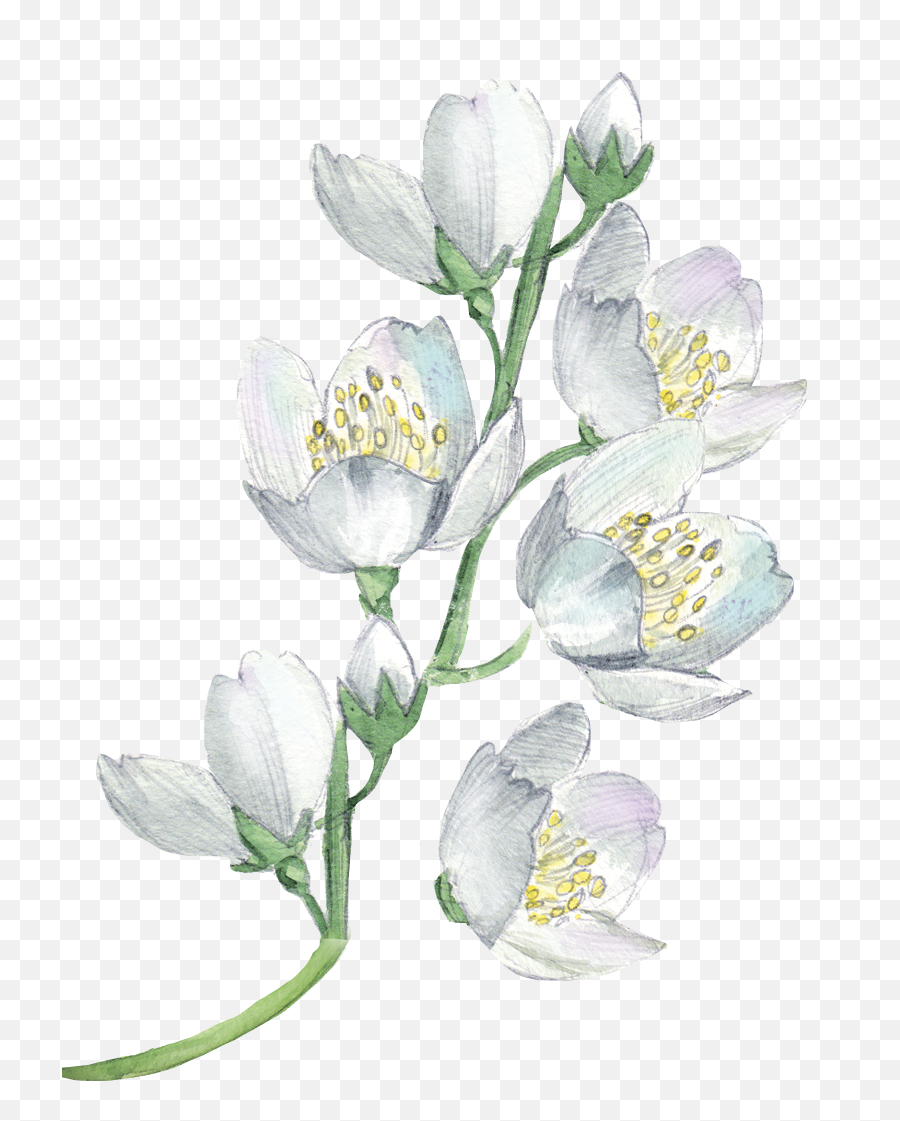 White Flowers Watercolor Painting Png Transparent