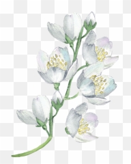 5 Watercolor Flower Corner (PNG Transparent) Vol. 2