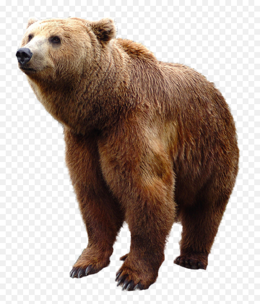 Head Clipart Grizzly Transparent Free For - Bear Png,Bear Head Png