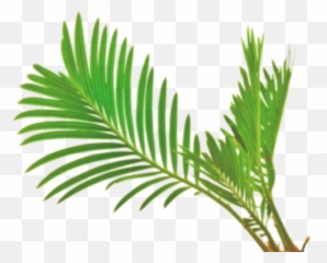 Download Hd Palm Leaf Vector Png - White Transparent PNG Gambar Daun Salak