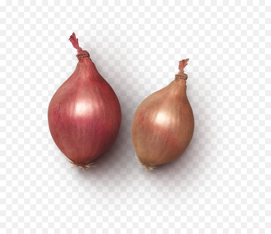Index Of Wp - Contentuploadslayersliderhomeslider Yellow Onion Png,Onion Png