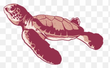 Sea Turtle Stroke Baby Onesie Transparent Png U0026 Svg Vector - Loggerhead