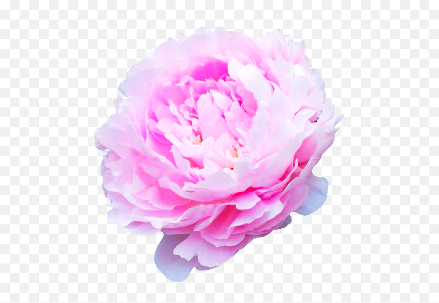 Download Flower Transparent Background Tumblr - Flowers Of Common Peony Png,Flowers Transparent Tumblr