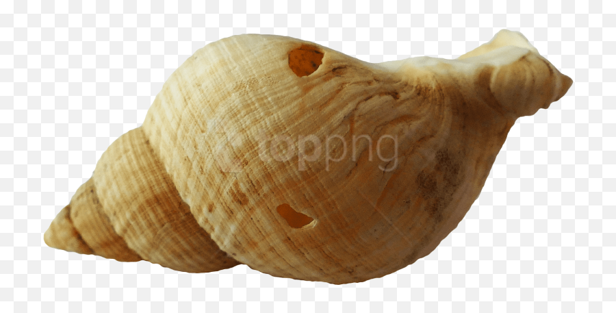 Download Hd Free Png Sea Ocean Shell Images Transparent - Seashell,Ocean Transparent Background