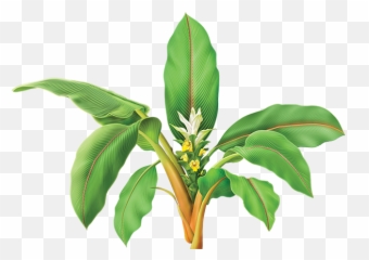 Turmeric Plant Png 4 Image - Cur Cuma Longa Png,Turmeric Png