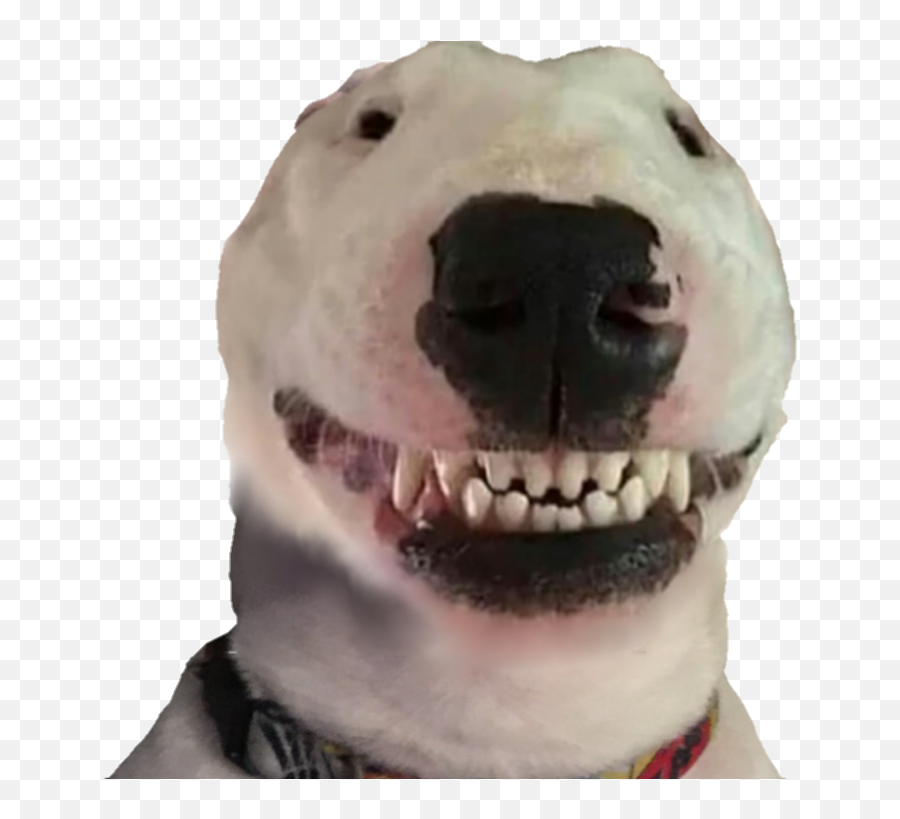 Helpful Templatescharacter Sheets Dogelore - Walter Dog Smiling Png,Doge Transparent Background
