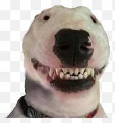 Helpful Templatescharacter Sheets Dogelore - Walter Dog Smiling Png,Doge Transparent Background