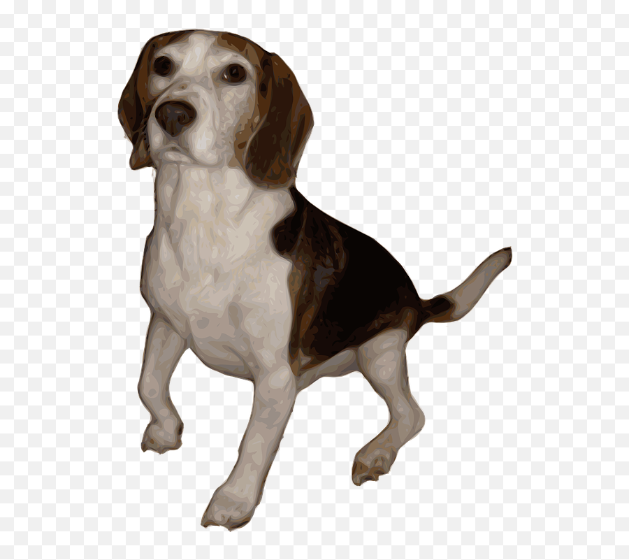 Beagle Dog Animal - Dog Bitmap Png,Beagle Png